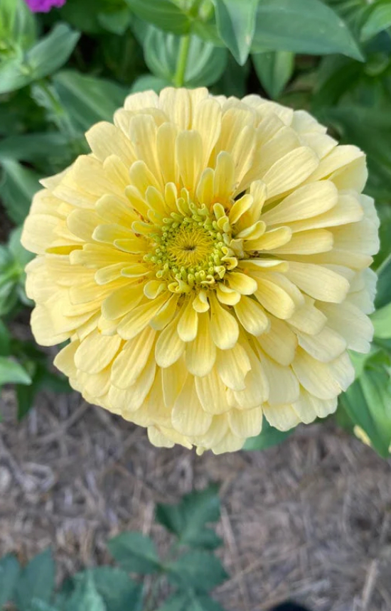 Zinnia elegans 'Isabellina'