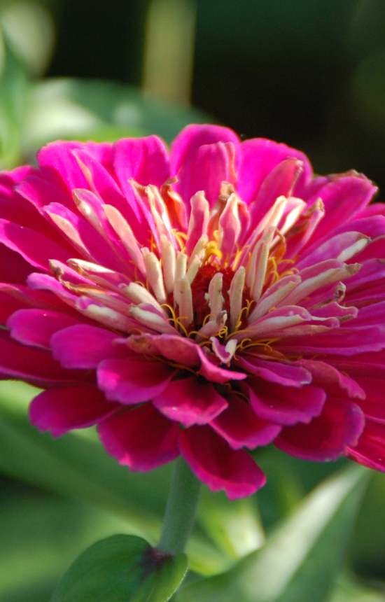 Zinnia elegans 'Luminosa'