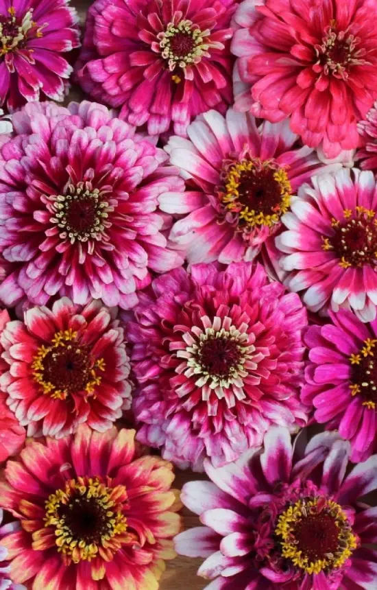 [EZ-515] Zinnia elegans 'Mazurkia'