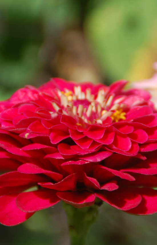 Zinnia elegans 'Meteor'