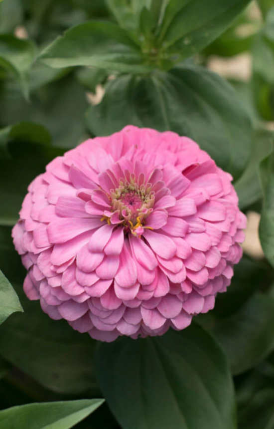 [BZ-514] Zinnia elegans 'Miss Willmott'