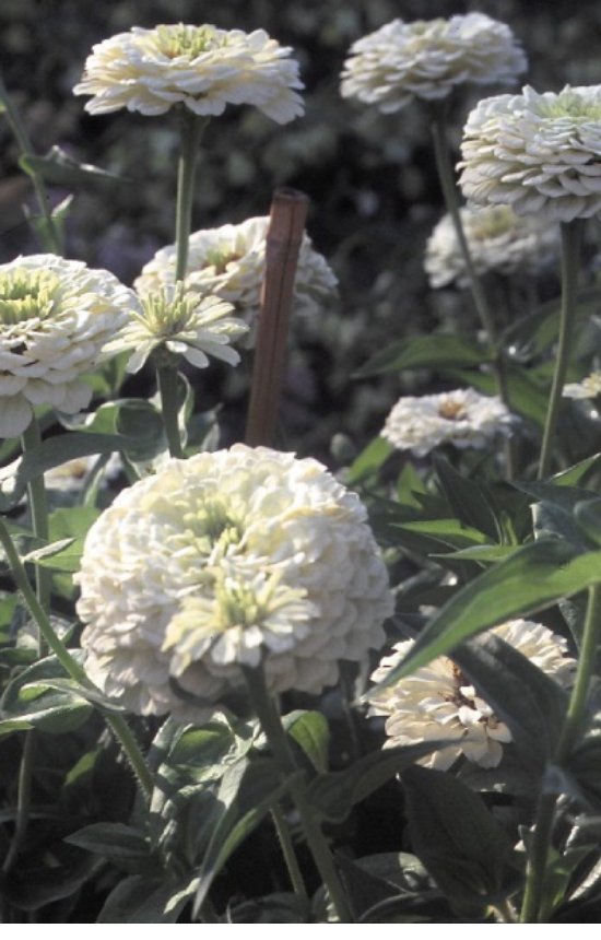 [BZ-513] Zinnia elegans 'Polar Bear'