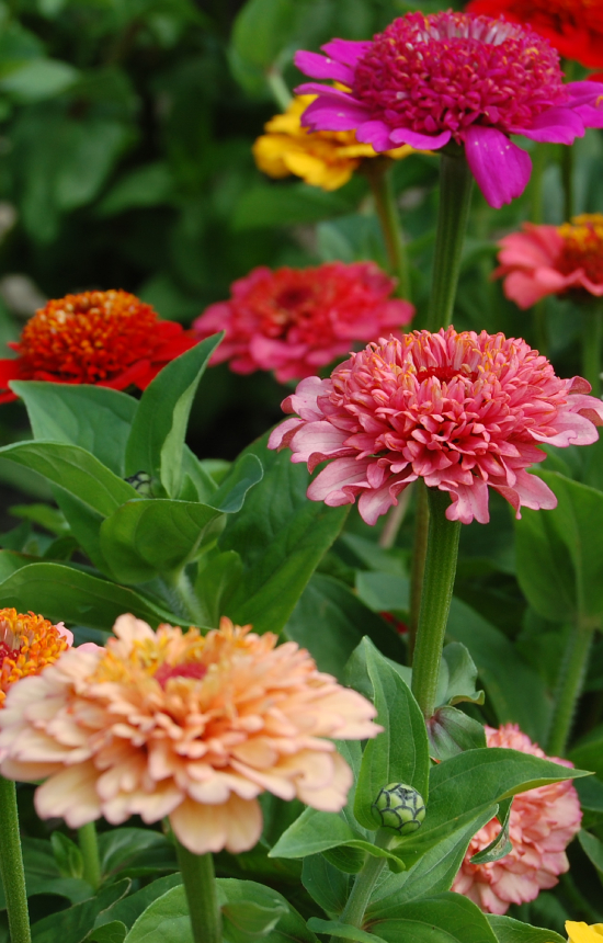 Zinnia elegans 'Scabiosiflora'