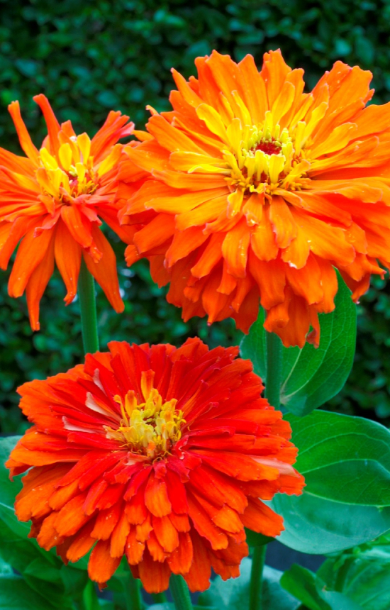 Zinnia elegans 'Super Cactus Aztec'