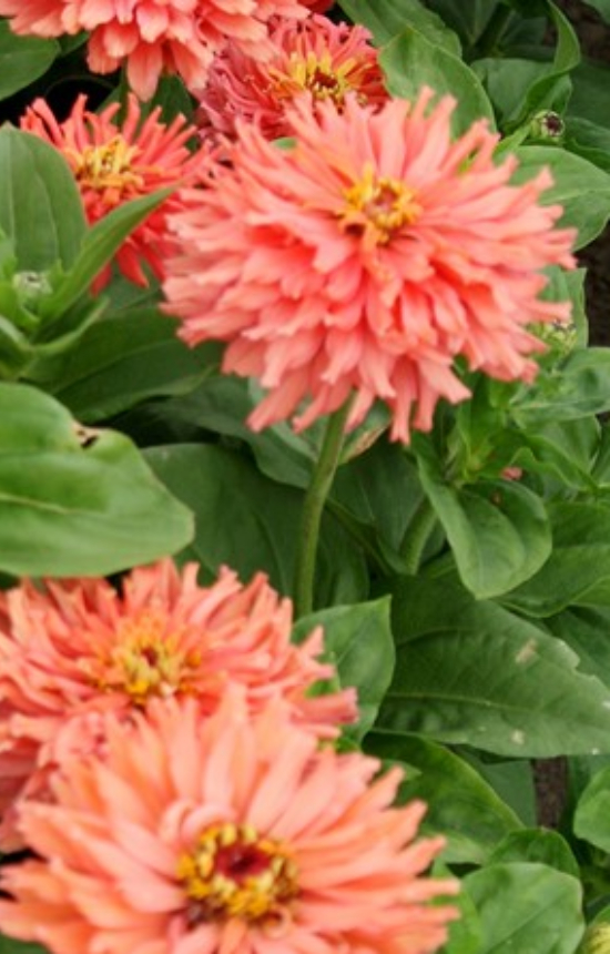 Zinnia elegans 'Super Cactus Burpee Rose'