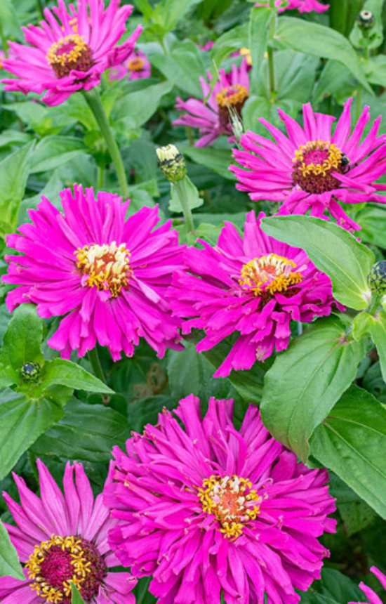 Zinnia elegans 'Super Cactus Lilac Emperor'