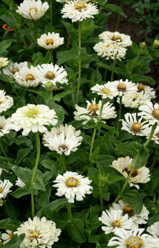Zinnia elegans 'Super Cactus Snowman'