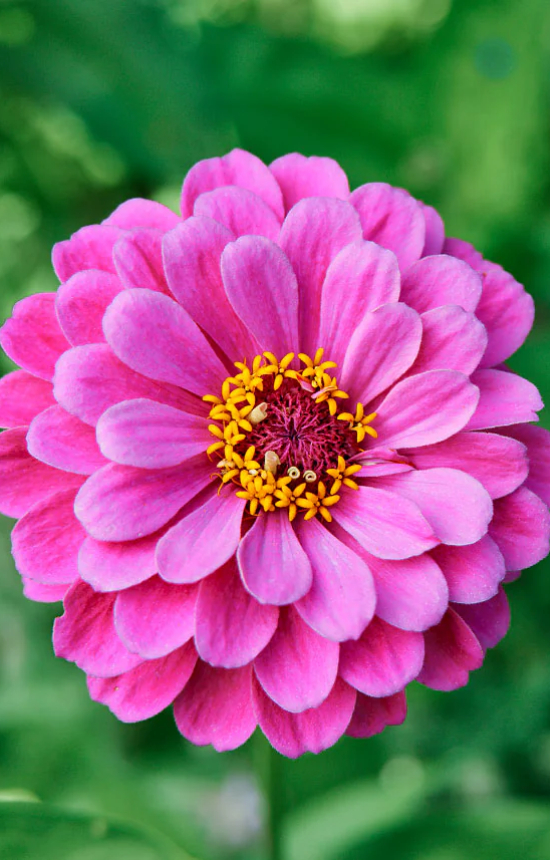[BZ-514] Zinnia elegans 'Violet Queen'