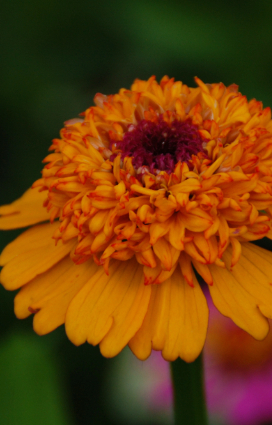[DZ-515] Zinnia elegans 'Zinderella Orange'