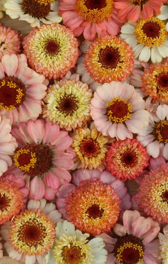 Zinnia elegans 'Zinderella Peach'
