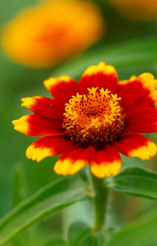 Zinnia haageana 'Chippendale Daisy'