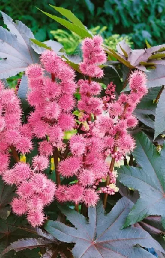Ricinus 'Rose Flowered'