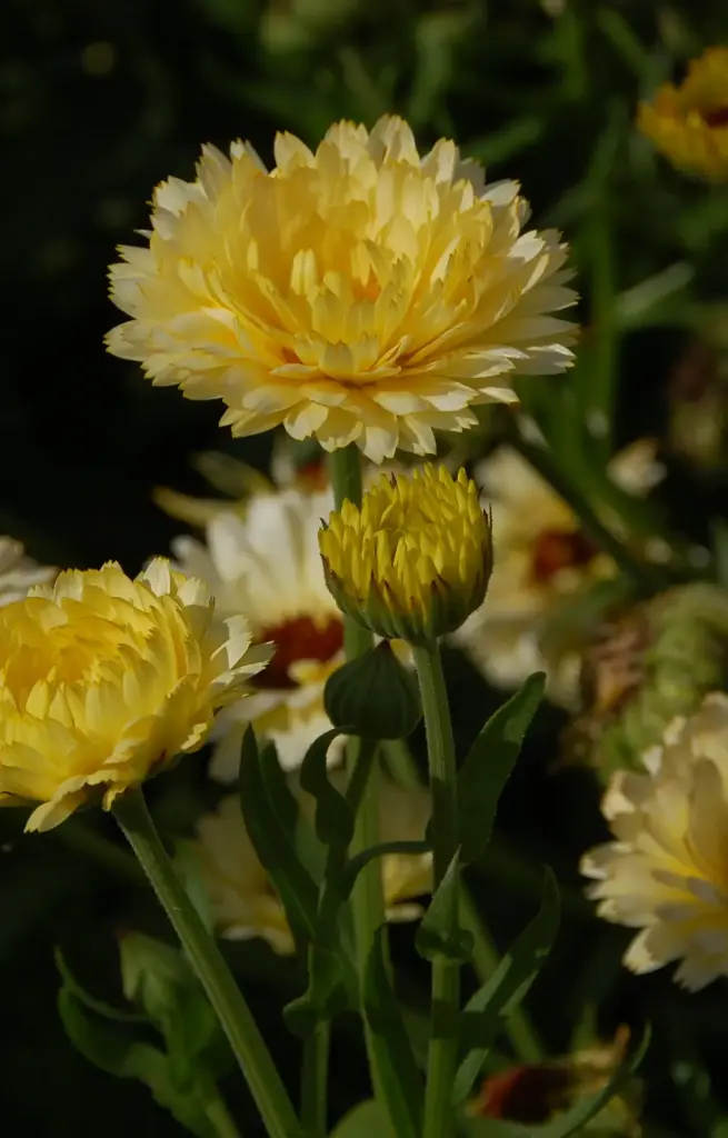 [AC-514] Calendula officinalis 'Cream Beauty’ 
