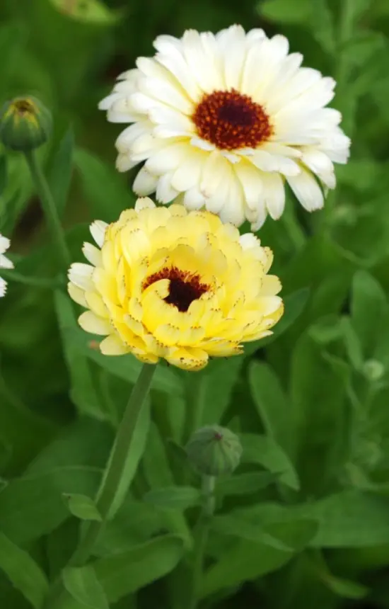 [AC-513] Calendula officinalis 'Ivory Princess’