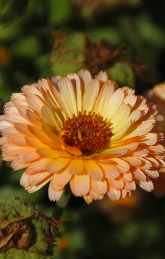 [BC-514] Calendula officinalis 'Pink Surprise’
