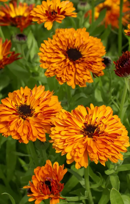 Calendula officinalis 'Red with Black Centre'