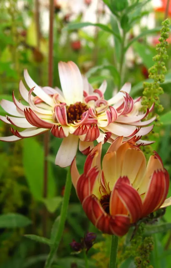 Calendula officinalis 'Touch of Red Buff' 