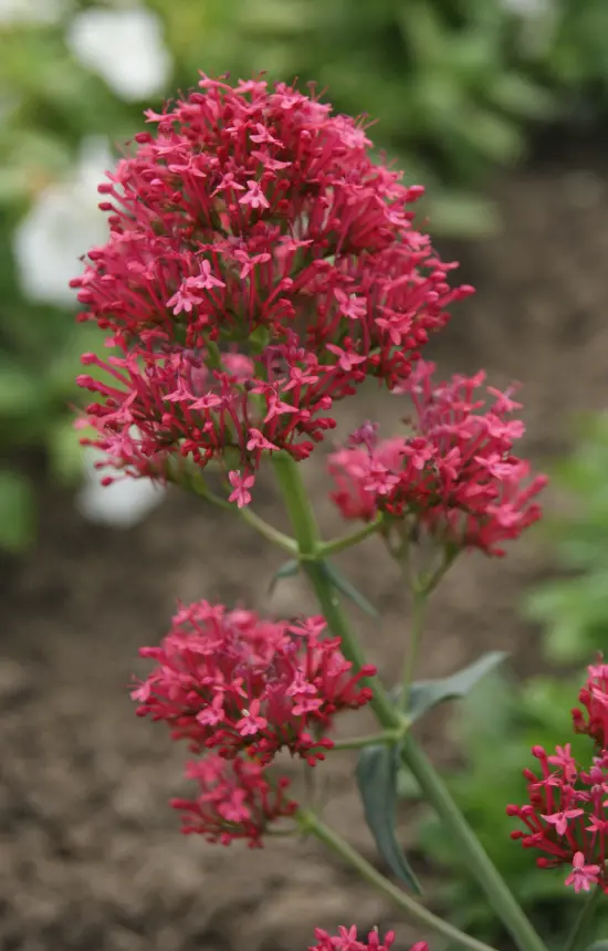 Centranthus ruber coccinea