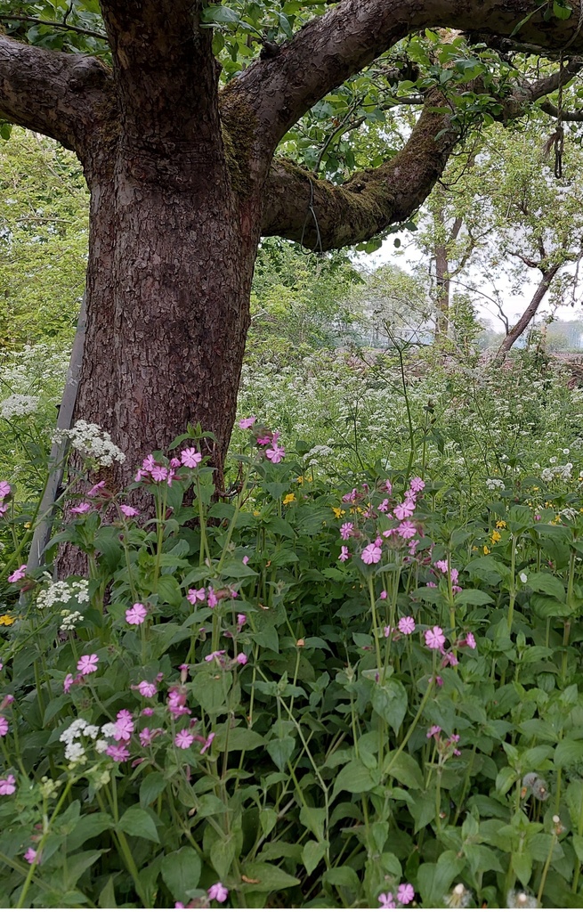 Mix 'Onderbegroeiing boszoom O1'