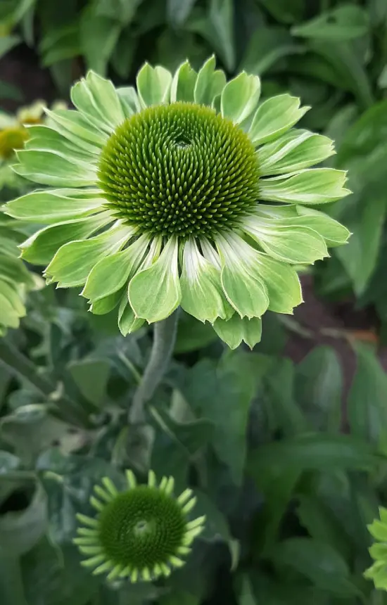Echinacea purpurea 'Alans Pride'