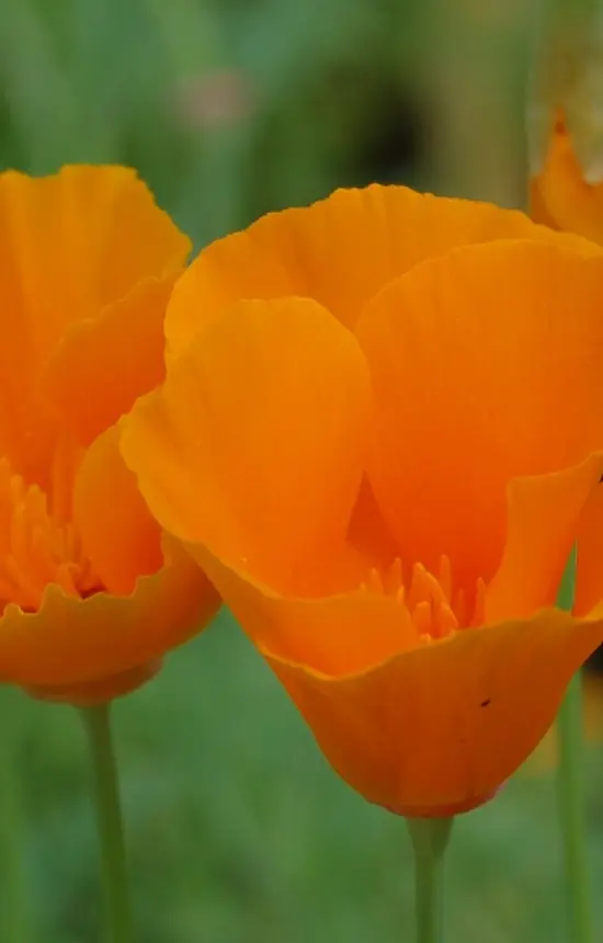 Eschscholzia californica 