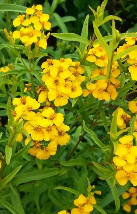 Tagetes lucida 'Sweet Mace'