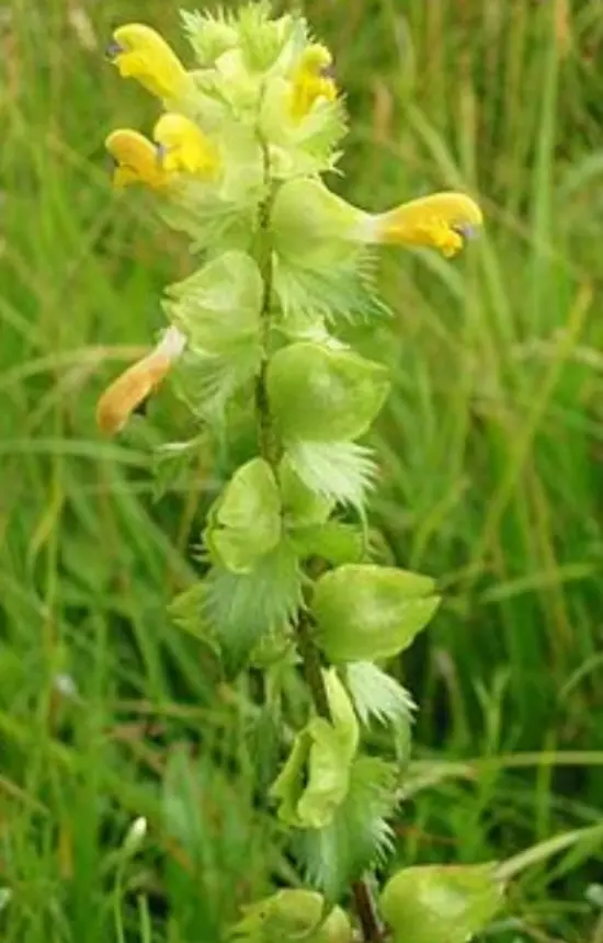 Rhinanthus Angustifolius
