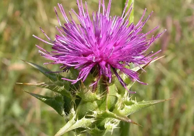 [ES-511] Silybum Marianum