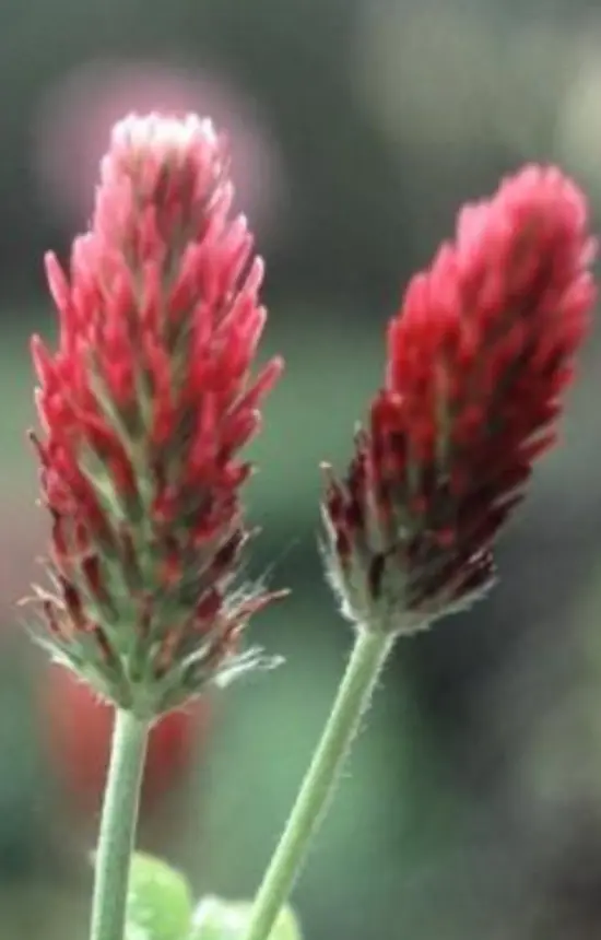 Trifolium incarnatum