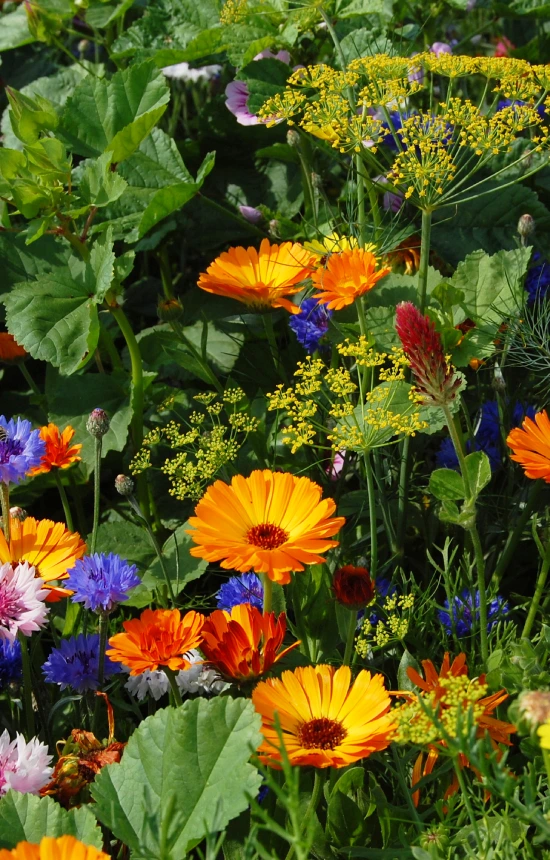 [CM-516] Mix 'Eetbare bloemen' 