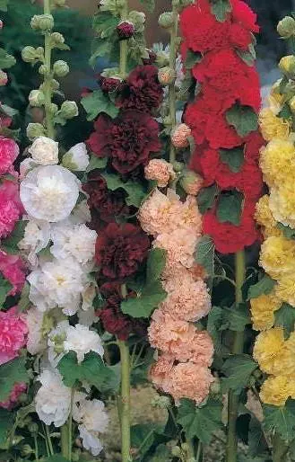 [FA-514] Alcea rosea 'Double Majorette'