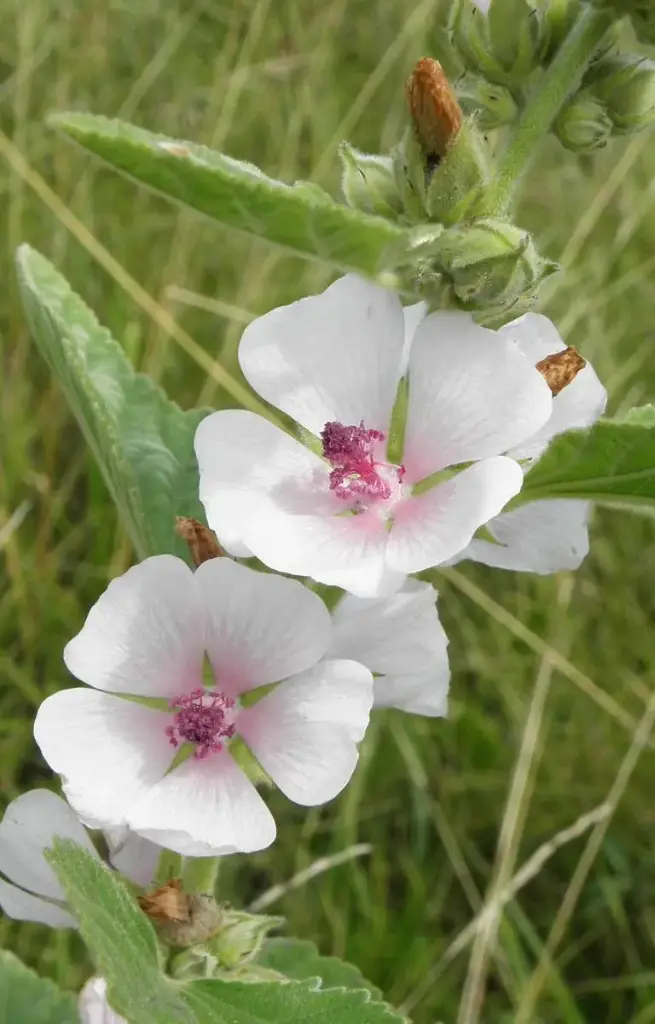Althaea officinalis 'Marsh mallow'