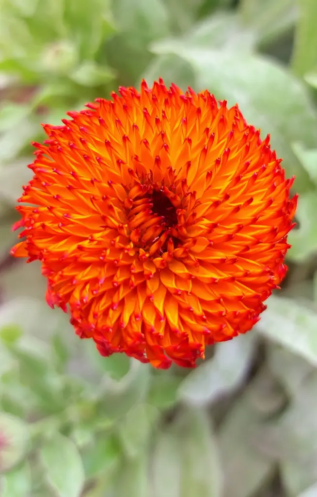 Calendula officinalis 'Neon'