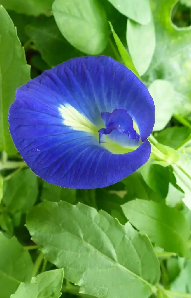 Clitoria ternatea 'Blue Tea'