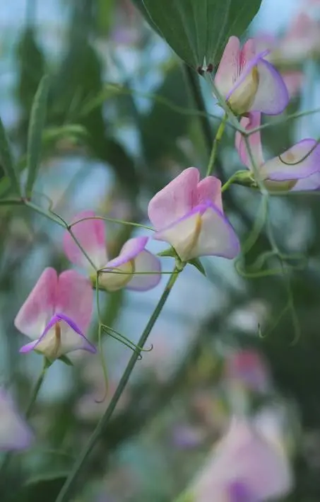 Lathyrus odoratus 'Spanish Dancer'