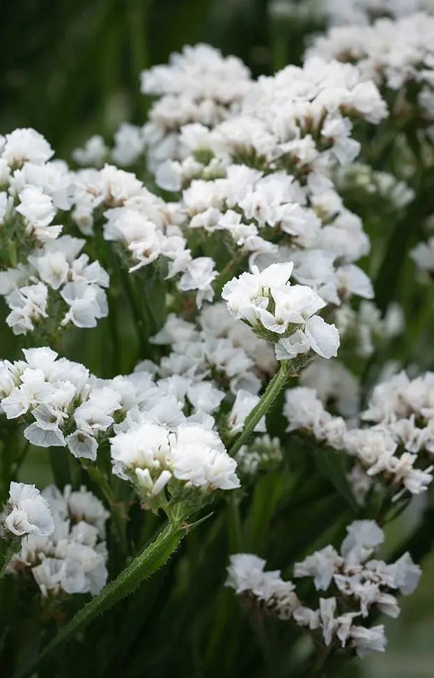 Limonium sinuatum 'Iceberg'
