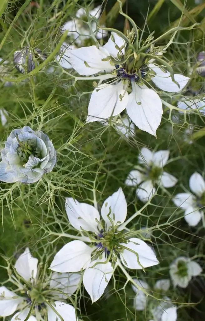 Nigella sativa