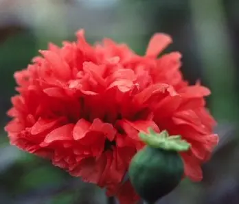 Papaver paeoniflorum 'Double Scarlet'