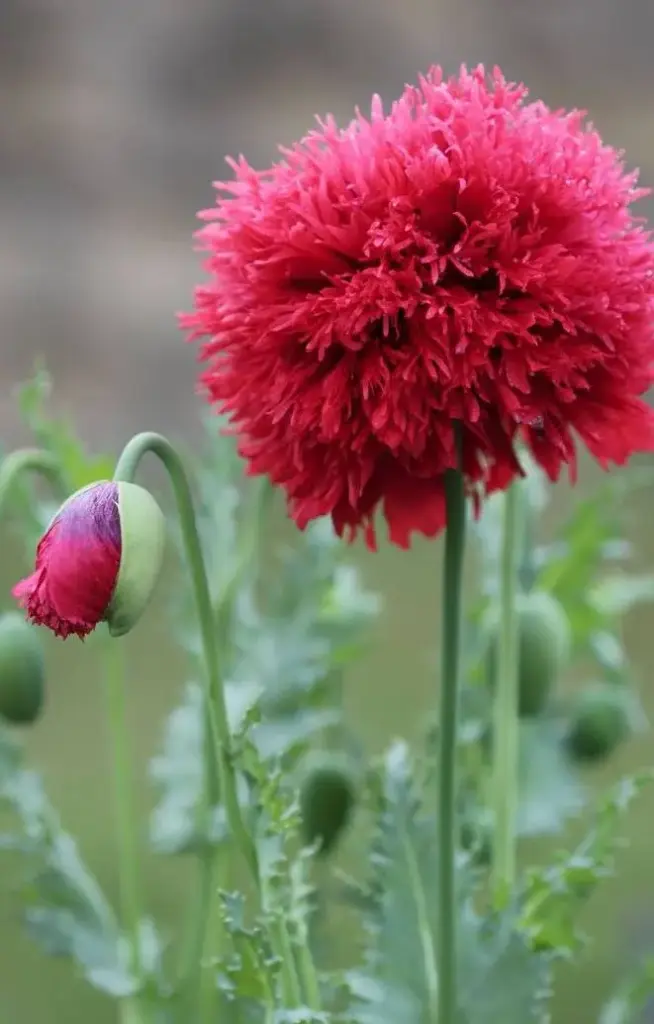 Papaver paeoniflorum 'Double Scarlet'
