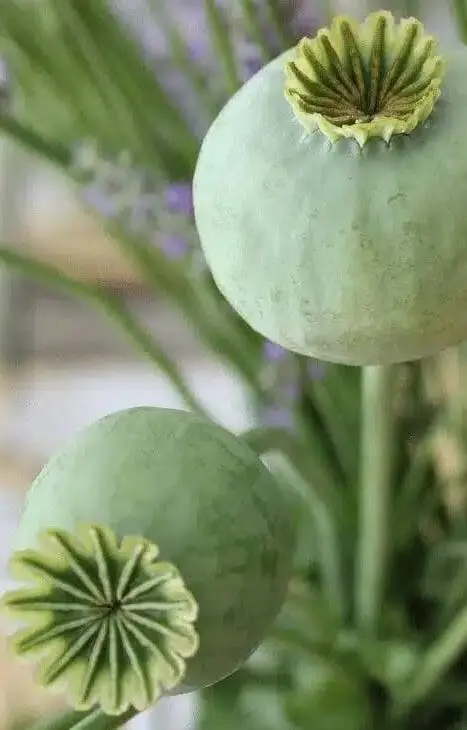 Papaver somniferum 'The Giant'