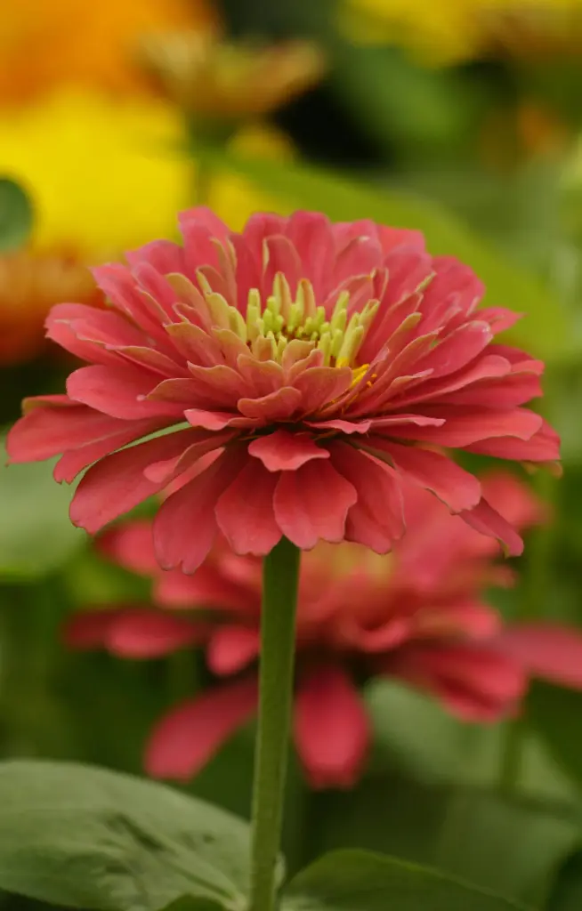 Zinnia elegans 'Coral'