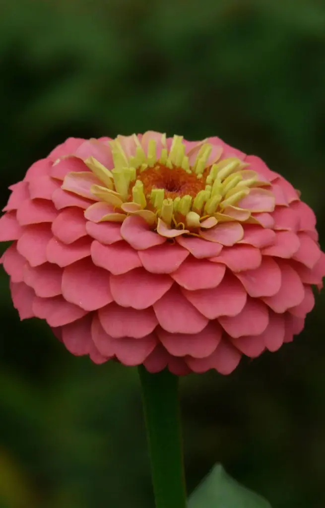 Zinnia elegans 'Lilliput rose'