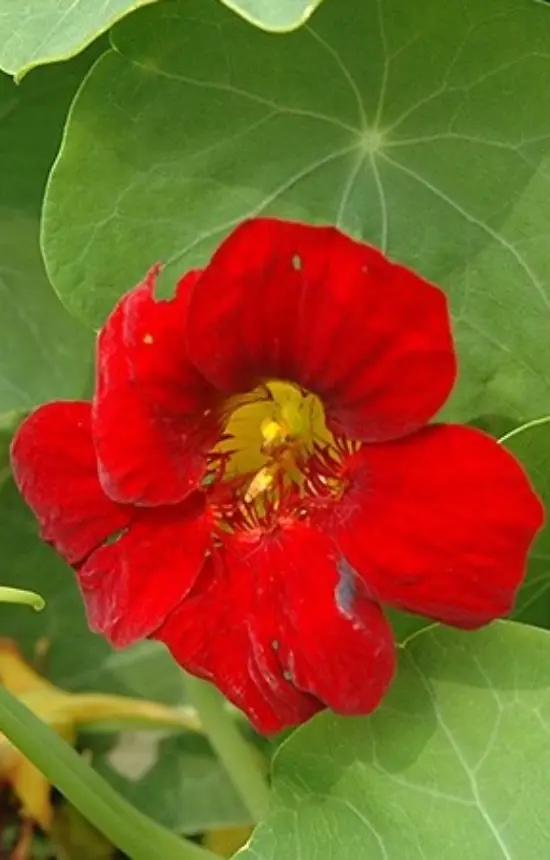 Tropaeolum majus 'Crimson Emperor'