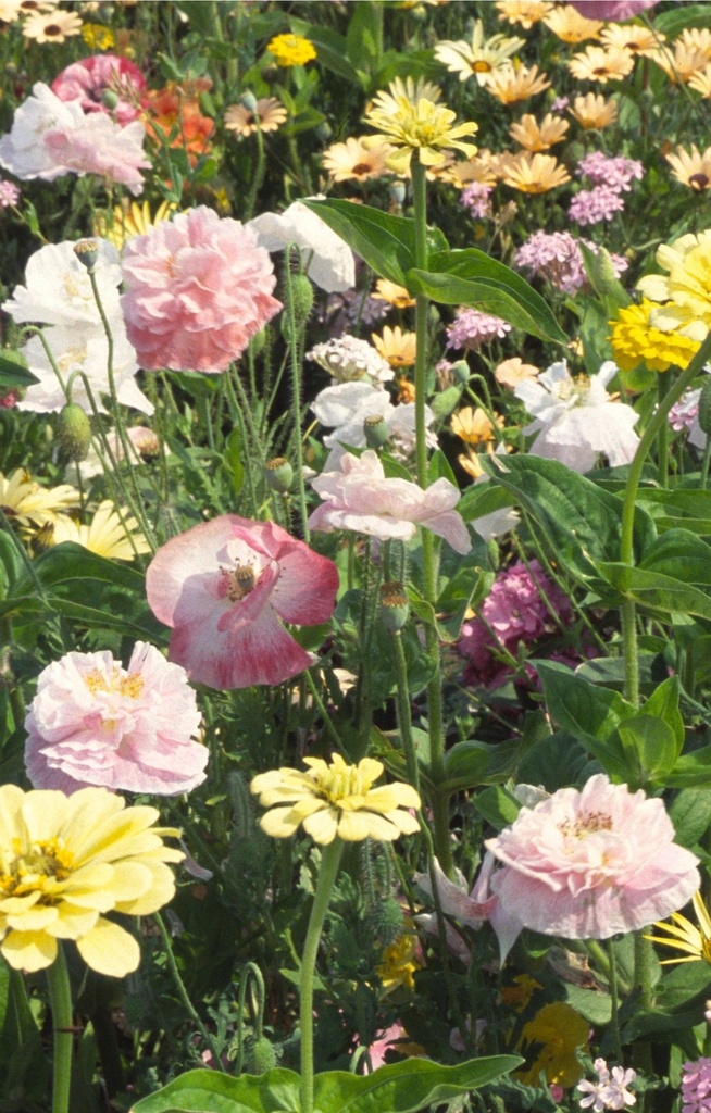 [FM-135] Mix 'Pastel Garden'