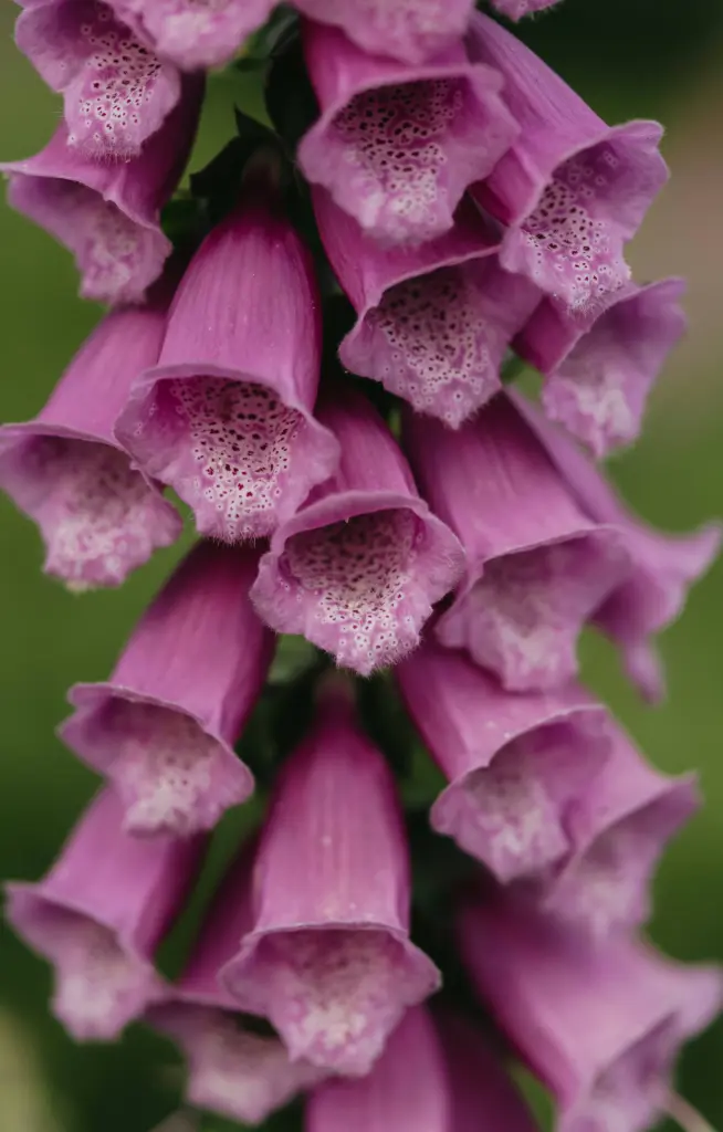 Digitalis purpurea