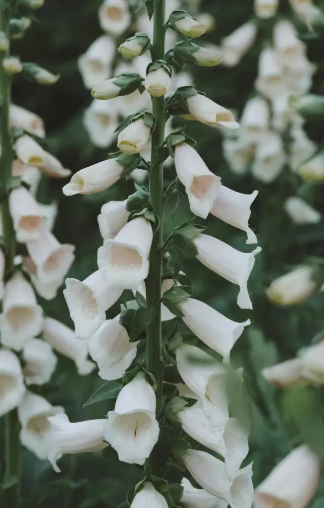 [FD-021] Digitalis purpurea 'Alba'