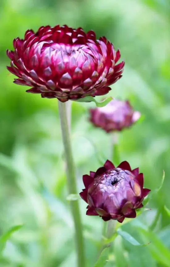 Helichrysum bracteatum 'Purple'