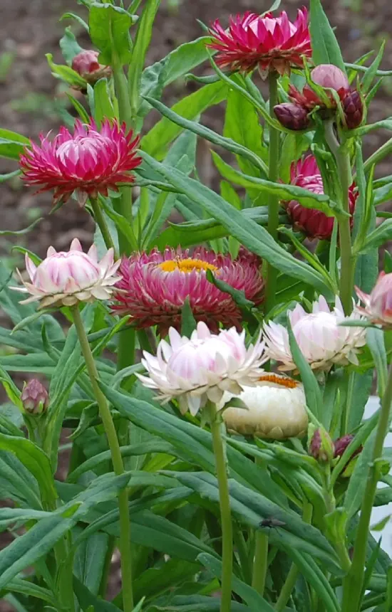 [FH-513] Helichrysum bracteatum 'King Size'