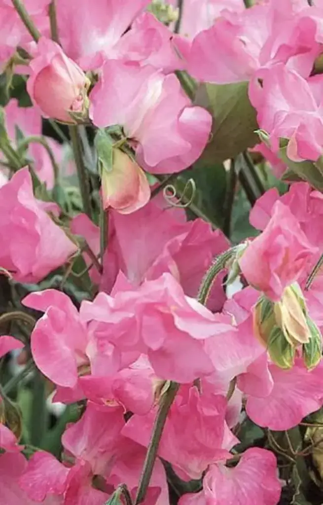 Lathyrus odoratus 'Mammoth Rose Pink'