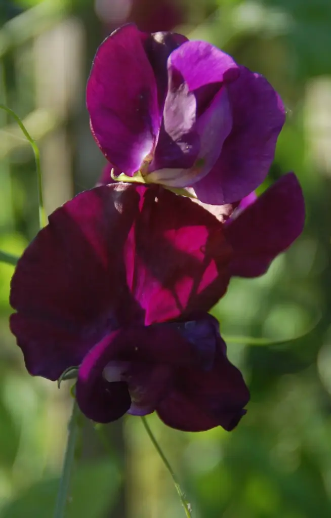 Lathyrus odoratus 'Royal Maroon'